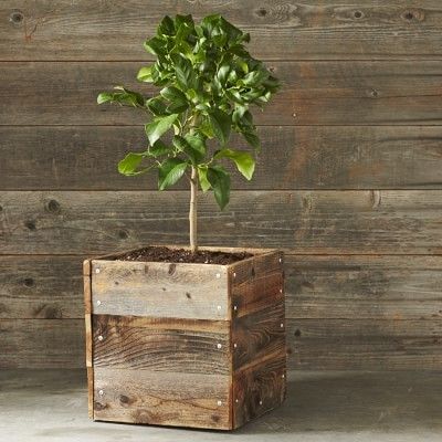 Williams Sonoma Dwarf Genoa Italian Lemon Citrus Tree #affiliate Planter Box Plans, Herb Garden Planter, Chicken Coop Run, Garden Planter Boxes, Vertical Herb Garden, Wooden Planter Boxes, Wooden Plant Stands, Reclaimed Wood Projects, Square Planters