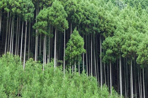 Japanese Daisugi Trees, Daisugi Technique, Forest Backgrounds, Cedar Plant, Japanese Cedar, Cedar Forest, Wood Roof, Forest Plants, Single Tree