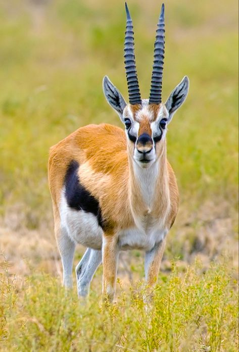 Did you know Thomson's gazelle is one of the best-known gazelles and It is named after explorer Joseph Thomson and is sometimes referred to as a "tommie" #natureboundafrica #tanzaniaparks Thomson's Gazelle, Thomson Gazelle, Unknown Animals, Wild Sheep, Africa Wildlife, Tanzania Safari, Cheetahs, African Wildlife, Wild Dogs