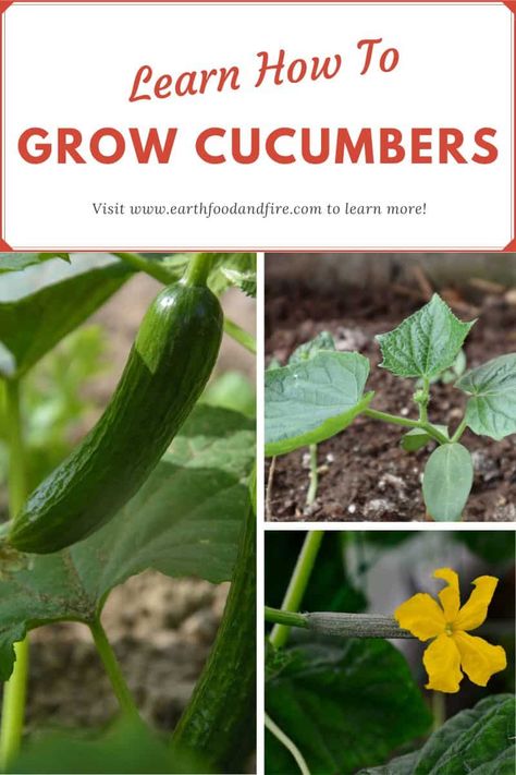 Growing Leeks, How To Grow Cucumbers, Cucumber Seedlings, Grow Cucumbers, Cucumber Gardening, Cucumber Varieties, Fresh Eating, Cucumber Beetles, Cucumber Plant