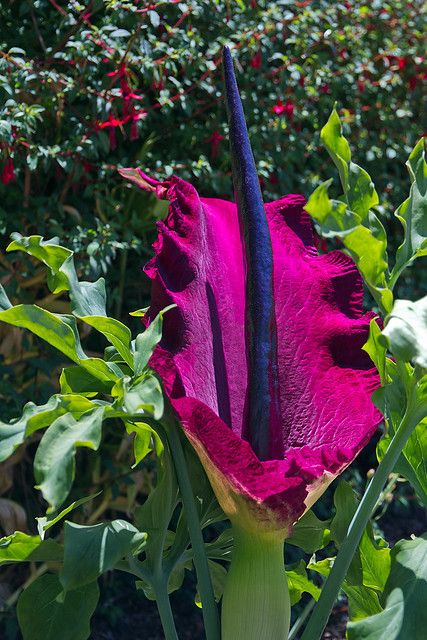 Dracunculus Vulgaris, Goth Garden, Strange Flowers, Weird Plants, Gothic Garden, Unusual Plants, Unusual Flowers, Rare Flowers, Unique Flowers