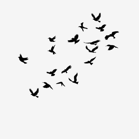 Birds Black Background, Dove Png, Png Decoration, Birds Background, Simple Bird Drawing, Bird Background, Birds Images, Birds Silhouette, Birds Png