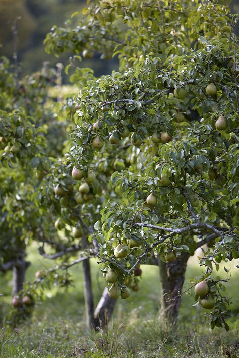 pear-tree-with-fruit-britt-willoughby-dyer Pear Tree Blossom, Pear Harbor, Vintage Pear Engagement Ring, Pear Drawing, Pear Shaped Outfits, Pear Crumble, Trees Garden, Beds Diy, Roasted Pear