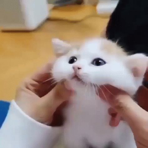 Cat Neko GIF - Cat Neko Rub - Discover & Share GIFs Cat Cheeks, Squishy Cheeks, Fluffy Kittens, Baby Kittens, Cute Cats And Kittens, Cute Animal Videos, Cute Little Animals, Beautiful Cats