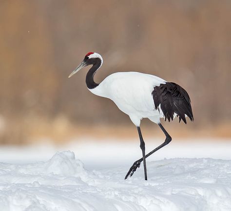 Red-crowned crane Red Crown Crane, Japanese Cranes, Red Crowned Crane, Crane Tattoo, Crowned Crane, Japanese Crane, Japanese Watercolor, Japanese Temple, Red Crown