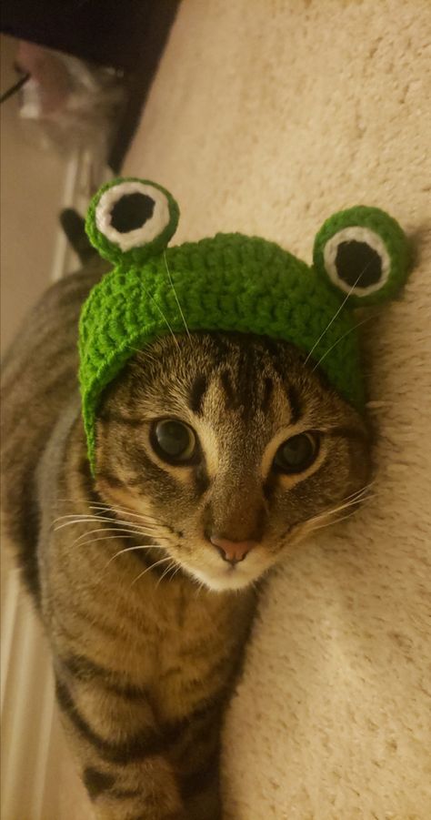 Cats In Hats Aesthetic, Cat Frog Hat Crochet, Cats With Frog Hats, Cat Mushroom Hat, Crochet Frog Hat For Cat Pattern Free, Cats With Crochet Hats, Crochet Frog Hat For Cat, Frog Hat Outfit, Frog Hat Aesthetic