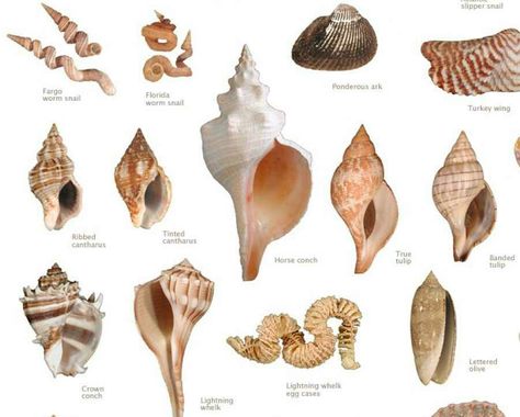 Shells Seashell Identification, Sanibel Shells, Types Of Shells, Don Pedro, North Carolina Beaches, Sanibel Island Florida, Ocean Treasures, She Sells Seashells, Fort Myers Beach