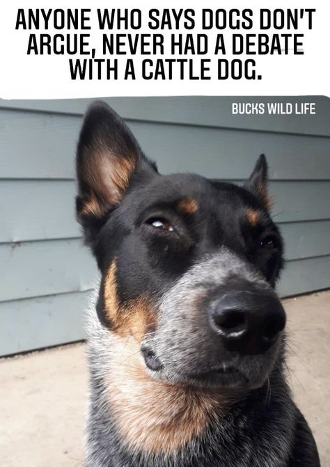 Blue Heeler Funny, Heeler Quotes, Australian Dog Breeds, Madea Quotes, Walker Hound, Blue Healer, Aussie Cattle Dog, Herding Dogs Breeds, Heeler Dogs