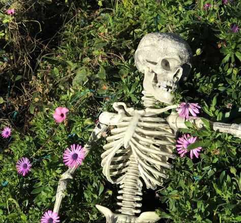 Esqueleto Aesthetic, Skeleton Images, Aesthetic Skeleton, Skeleton Flowers, Skeletons Aesthetic, Skeleton Photography, Nature Skeleton, Skeleton Aesthetic Icon, Skeleton Aesthetic