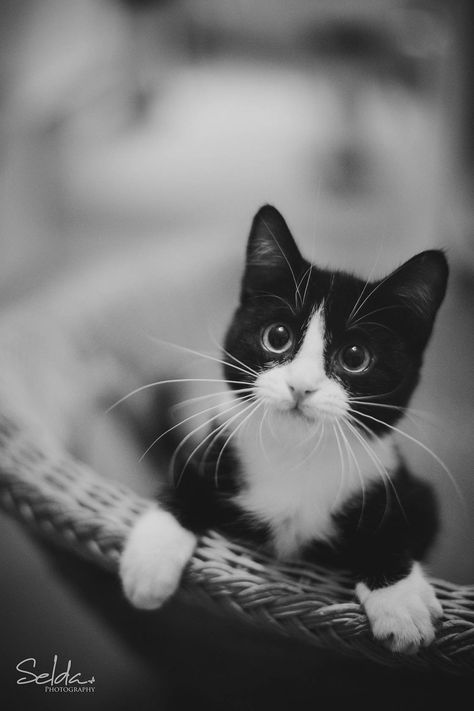 Syrah 5 Months old Tuxedo Kitten, Black And White Cat, Image Chat, White Cats, Cate Blanchett, Cute Kittens, 가을 패션, Beautiful Cat, Pretty Cats