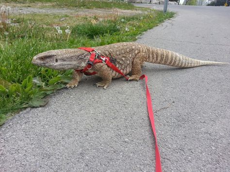 Walk time ⌚ Marley the savannah monitor Savannah Monitor, Leash Training, Leopard Gecko, Reptiles And Amphibians, Bearded Dragon, Lizards, Cool Pets, Amphibians, Reptiles