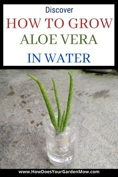 How To Root Aloe Vera Plant, Aloe Plant Propagation, Aloe Vera Plant Decor Ideas, Plants Grown In Water Houseplant, How To Propagate Aloe, Indoor Plants Grown In Water, How To Repot Aloe Vera Plant, How To Grow Aloe Vera Plant Indoor, Propogating Aloe Vera