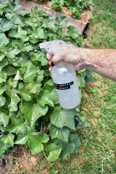 Natural Garden Pest Control Spray Easy DIY Garden Ideas Diy, Homemade Bug Spray, Sweet Potato Plant, Organic Insecticide, Insect Spray, Organic Pesticide, Vertical Vegetable Garden, Diy Pest Control, Garden Bugs