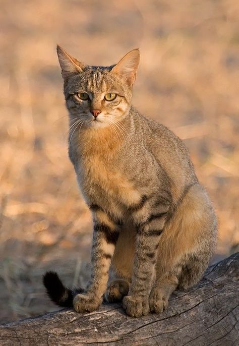 African wildcat (Felis silvestris lybica), also called Near Eastern wildcat. African Wildcat, African Wild Cat, Wild Cat Species, Small Wild Cats, Sand Cat, Cat Meeting, Cat Species, Arabian Peninsula, Cat Reference