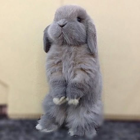 Pet Rabbits, Pet Bunny Rabbits, Mini Lop, Cute Bunny Pictures, Bunny Stuff, Love Bunnies, Cute Rabbits, Pet Bunny