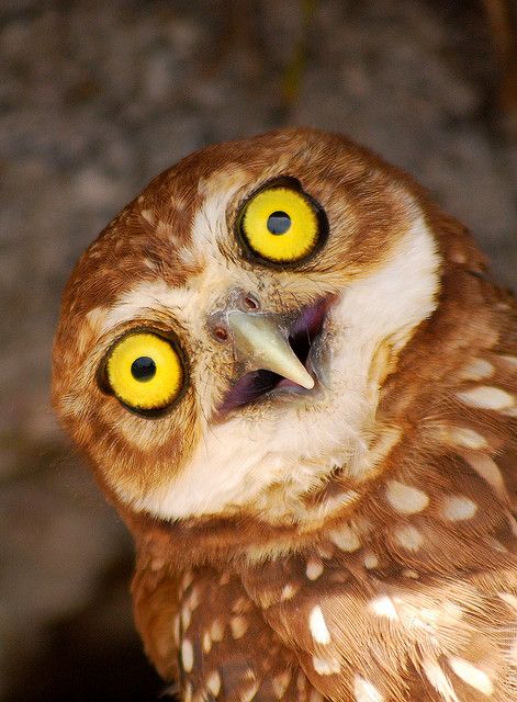 Yellowish owl eyes by Sidclay Dias, via Flickr Regard Animal, Nocturnal Birds, Burrowing Owl, Owl Photos, Owl Eyes, Hoot Owl, Owl Pictures, Beautiful Owl, Owl Bird