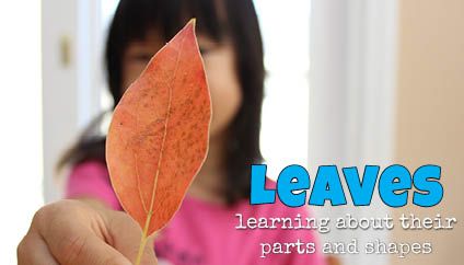 Activities and printable resources to help kids learn about leaf parts and leaf shapes. Leaf Parts, Leaf Lessons, Weather Science, Fall Lessons, Learning Tips, Autumn Activities For Kids, Science Activities For Kids, Kindergarten Science, Real Leaves