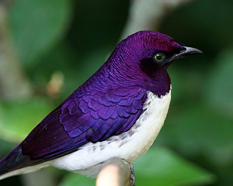 The Violet-backed Starling (Cinnyricinclus leucogaster), also known as the Plum-coloured Starling or Amethyst Starling from sub-Saharan Africa. Bird Sitting, Purple Bird, Kinds Of Birds, All Birds, Exotic Birds, Pretty Birds, Starling, Colorful Birds, Purple And White