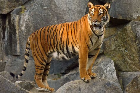 Tiger Facts For Kids, Javan Tiger, Indochinese Tiger, South China Tiger, Tiger Facts, Tiger Species, Malayan Tiger, Amur Tiger, Tiger Artwork