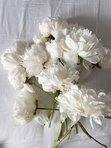 White Camellia, Beautiful Flowers Photography, Peonies Garden, White Peonies, Italy Wedding, Types Of Flowers, Floral Bouquets, Flowers Photography, My Flower