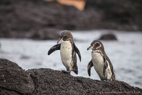 Galapagos penguins are endemic to the Galapagos Islands. | Spheniscus mendiculus | It is the only penguin to live north of the equator in the wild. The Galapagos is the third smallest species of penguin in the world with a weight between 2 to 4 kilograms (4.4 to 8.8 pounds). Evolution Of Earth, Western Diy, Galapagos Penguin, Penguin Species, Snow Animals, Coral Bleaching, Penguin Book, Penguin Love, Ocean Day