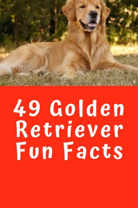 Types Of Golden Retrievers, Dog Training Obedience Puppies, Golden Retriever Puppy Training, Golden Retriever Facts, Female Golden Retriever, Golden Retriever Training, Husky Breeds, Therapy Dog Training, Golden Retriever Funny