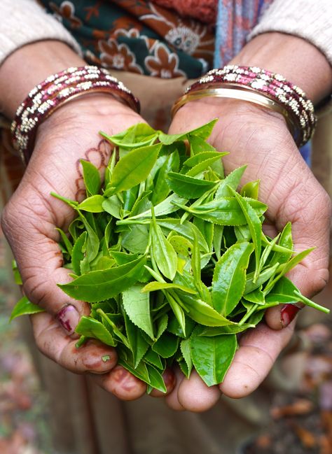 Herbal Tea Photography, Timeless Recipes, Coffee Site, Matcha Dessert, Tea Illustration, Assam Tea, Tea Farm, Mountain Rose, Black Tea Leaves