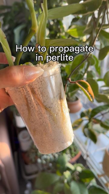 Samantha • Houseplant Growth Coach on Instagram: "SAVE this reel! ⤵️ My FAVORITE way to propagate is with perlite! Perlite is expanded volcanic glass, which means is super light & porous so it will soak up and retain moisture while still allowing plenty of airflow to developing roots 🙌🏻 It’s a super inexpensive way to get your cuttings to grow in record time. The smaller particle size holds the cuttings in place better than leca in my opinion. I have had a 100% success rate using this met Propagating In Perlite, Perlite Propagation, Houseplant Propagation, Lucky Plant, Garden Remedies, Plant Mama, Ice Plant, Indoor Jungle, Outdoor Flowers