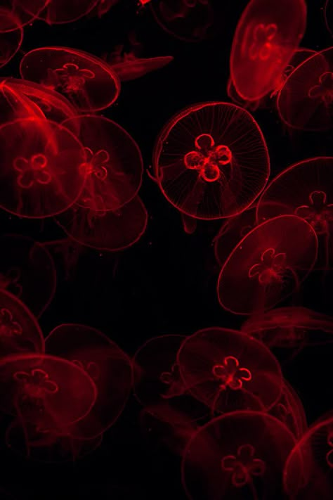 deep red Red Jellyfish, Dark Red Wallpaper, Jellyfish Art, Red Jelly, Underwater Life, Red Wallpaper, Red Sea, Night Aesthetic, Red Aesthetic