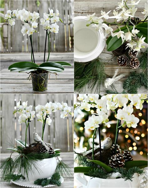 DIY orchid arrangement with bird and pine cones in tureen Diy Orchids, Altar Arrangements, Xmas Flowers, Dish Gardens, Diy Floral Arrangements, Christmas Tables, Winter Floral Arrangements, Orchid Centerpieces, Winter Arrangements