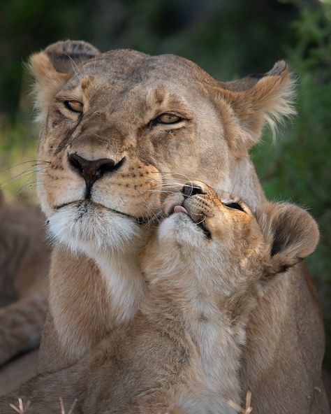 A lioness gettin' some lovin' from her cub. One aspect of lion behavior that really took me by surprise is how amazingly loving - and… Lioness And Cubs, Lion And Lioness, Baby Animals Super Cute, Lion Images, Baby Animals Funny, Hyena, Beautiful Cats, Big Cats, Pets Cats