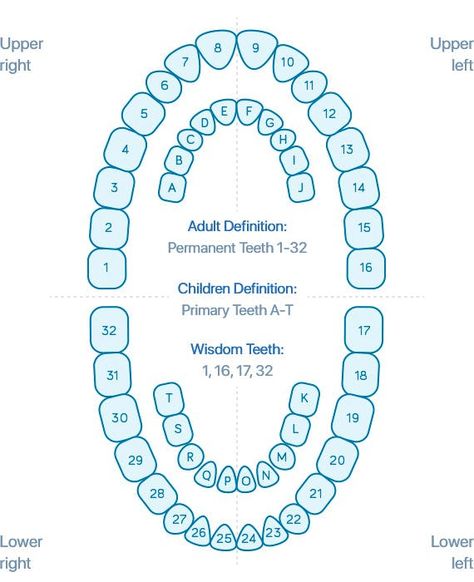 Dental Terminology, Dentist Marketing, Dental Assistant Study, Dental Posts, Dental Restoration, Tooth Chart, Dental Hygiene School, Dentistry Student, Dental Anatomy