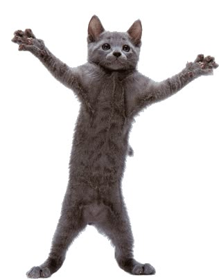 Dancing Cat Gif, Cats Dancing, Dancing Gif, Dancing Cat, Silly Cats Pictures, Funny Cute Cats, Silly Cats, Cat Stickers