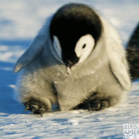 New trending GIF on Giphy Penguin Gif, Penguin Species, Stim Board, Kawaii Penguin, Penguin Love, Baby Penguins, Cute Penguins, Animal Planet, Pinterest Board