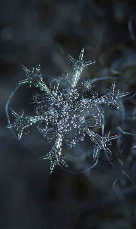 macro photography rain #MacroPhotographyTips Snowflake Photography, Snowflake Pictures, Macro Photography Tips, Foto Macro, Snowflakes Real, Photo Macro, Snowflake Photos, 카드 디자인, Macro Shots