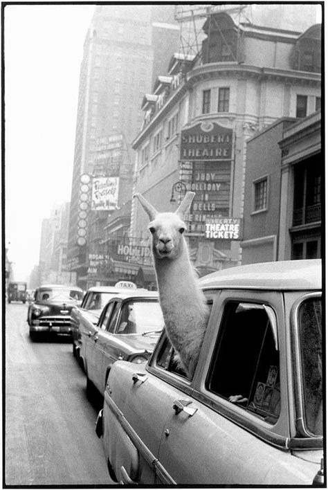 Inge Morath, Edward Steichen, Photo Polaroid, Freddy Mercury, Henri Cartier Bresson, Alfred Stieglitz, Fotografi Vintage, Alberto Giacometti, Photo Store