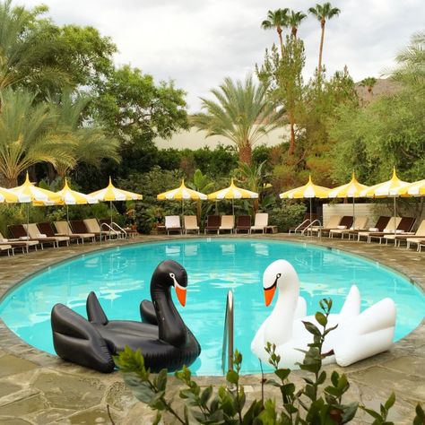 Black And White Pool Party, Swan Pool Party, Rihanna Rocky, Luxury Pool Floats, Bachelorette Pool, Snow Sleds, Swan Float, Bachelorette Pool Party, Wedding Pool Party