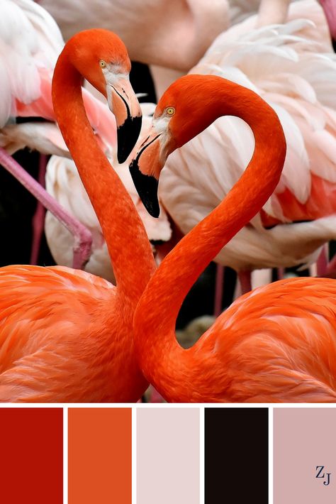 ZJ Colour Palette 613 #colourpalette #colourinspiration Flamingo Colour Palette, Flamingo Color Palette, Flamingo Color, Orange Color Schemes, Color Schemes Colour Palettes, Wedding Colour, Color Palette Design, Color Balance, Color Inspo