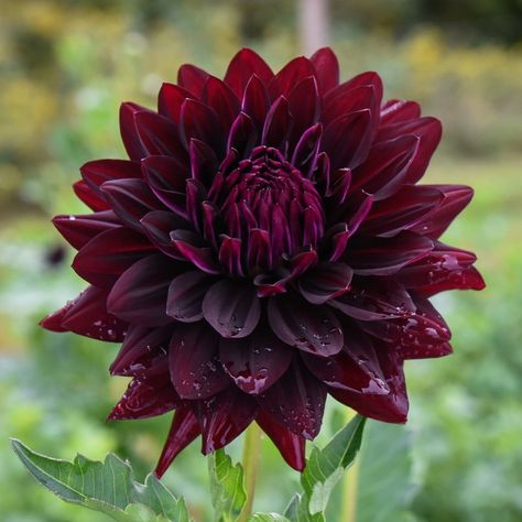 Dahlia Planting, Black Dahlias, Dahlias Flower, Dahlia Garden, Purple Dahlia, Garden Catalogs, Dahlias Garden, Bear Creek, Black Dahlia