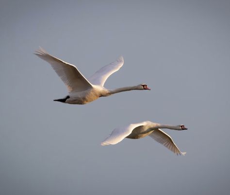 Flying Swan Painting, Flying Swan Tattoo, Swan Flying, Swans Flying, Flying Swan, Swan Drawing, Map Illustrations, Swan Photography, Swan Tattoo