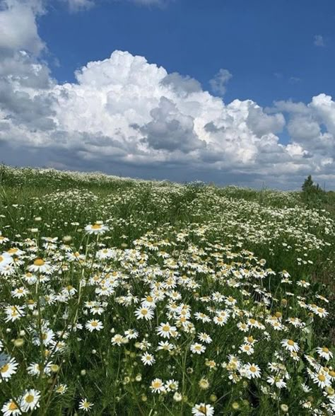 Daisy Field, Pretty Landscapes, Green Landscape, Nature Aesthetic, Flowers Nature, Flower Field, Pretty Places, Green Aesthetic, Landscape Photos