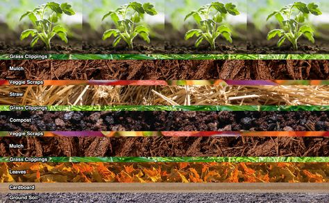 Lasagna Raised Garden Bed, Lasagna Gardening Layers How To Make, Lasagna Gardening Layers, Lasagna Composting, Lasagna Garden, When To Plant Bulbs, Cultivating Joy, Gardening Infographic, Backyard Play Spaces