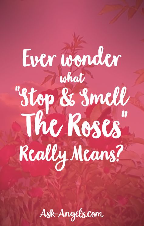 Ever wonder what "stop and smell the roses" really means? Wake Up And Smell The Roses, Quotes About Smelling The Flowers, Take Time To Smell The Flowers Quotes, Stop To Smell The Flowers Quotes, Stop And Smell The Roses Quote, Stop And Smell The Flowers Quote, Smell The Flowers Quote, Roses Quotes Inspirational, Smell The Roses Quote