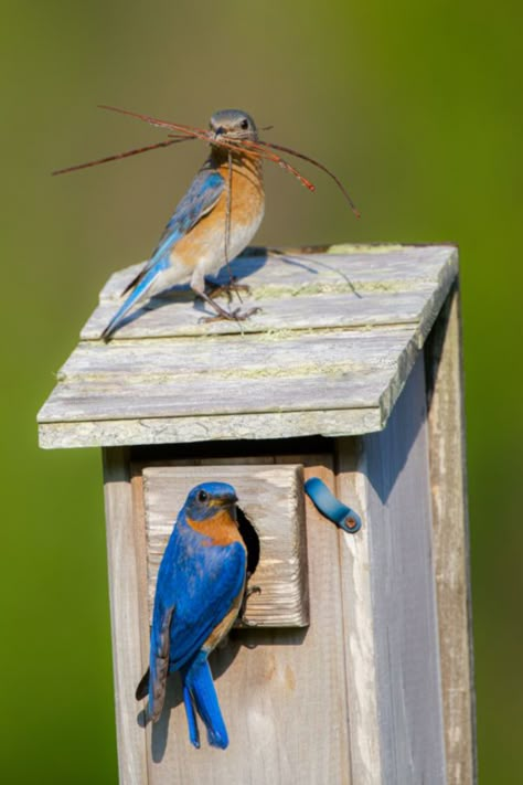 How To Get Bluebirds To Stay In Your Yard - All Summer Long! Backyard Birds Watching, Backyard Birds Sanctuary, Homemade Bird Houses, Bird Facts, Bluebird House, Bird House Plans, Amazing Animal Pictures, Bird Sanctuary, Bird Feeding