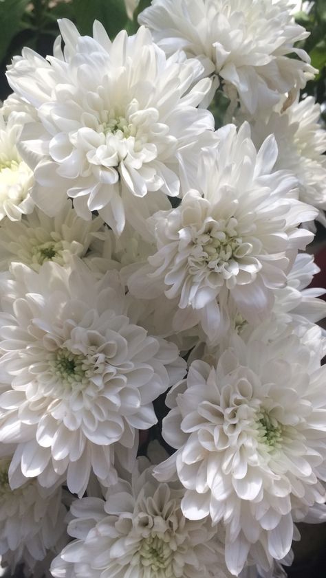 Mind In The Clouds, White Aster, Samsung Pink, Olivia Song, White Chrysanthemum, Flowers Autumn, Chrysanthemum Flower, Fall Color Palette, Flower Therapy