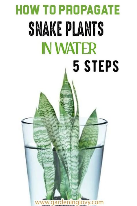 Propagating Plants In Water Tips, How To Propagate Snake Plants, Growing Snake Plants In Water, How To Propagate Snake Plant In Water, Snake Plant Propagation Water, What Plants Can You Propagate In Water, How To Replant Snake Plant, Rooting Snake Plant In Water, Propagating Snake Plant In Water