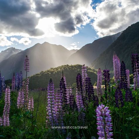 Exoticca US on Instagram: “Cross New Zeland off your bucket list this year! December to February is the best time to go as it is their summer and the weather is…” Cloud Sunset, High Country Gardens, Lupine Flowers, Personal Bible Study, Milford Sound, Flower Meanings, Wallpaper Photo, Natural Art, Wildflower Seeds