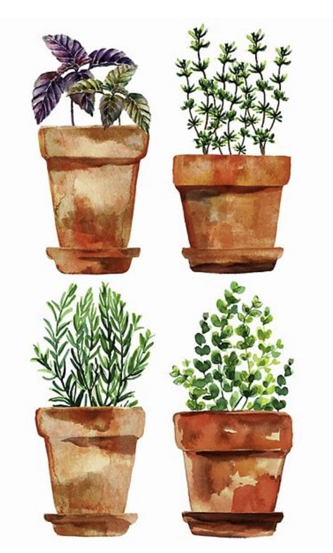 Watercolour Terracotta Pots, Plants In Pots Drawing, Potted Plant Watercolor, Watercolor Flower Pot, Potted Plants Painting, Watercolor Potted Plants, Watercolor Plants Simple, Watercolor Art Plants, Plants Watercolor