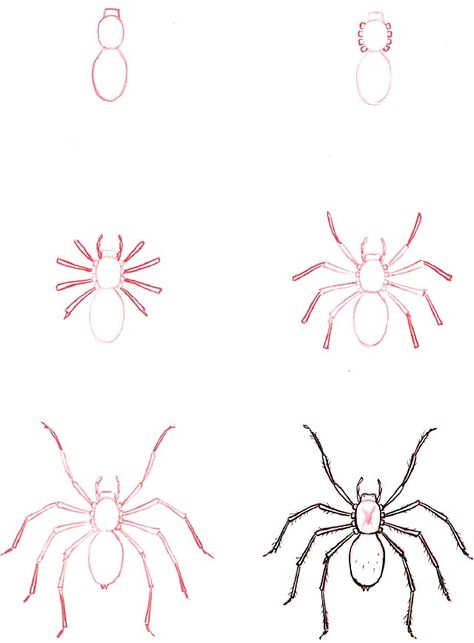 Learn to draw: Spider Spider How To Draw, Spider Drawing Step By Step, How To Draw A Spider Step By Step, Spider Cartoon Drawing, Drawings Of Spiders, How To Draw Spider, Drawing A Spider, How To Draw A Spider, Spider Art Drawing