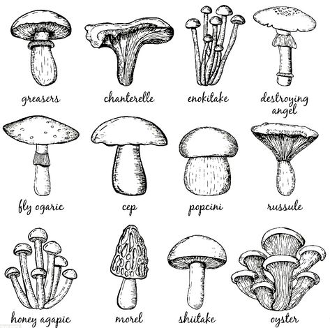 Mycelium Art Tattoo, Mushroom Types Drawing, Types Of Mushrooms Drawing, Mushroom Flash Sheet, Mushroom Drawing Reference, Black Mushroom Tattoo, Lichen Tattoo, Mushroom Tattoo Flash, Realistic Mushroom Tattoo